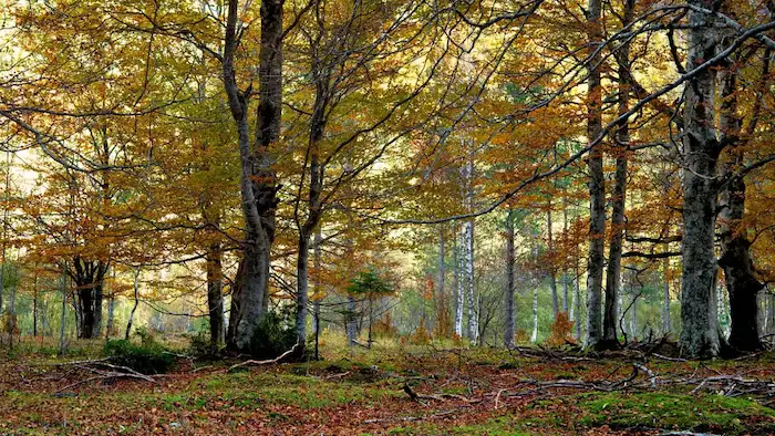 bosque de las hayas ordesa