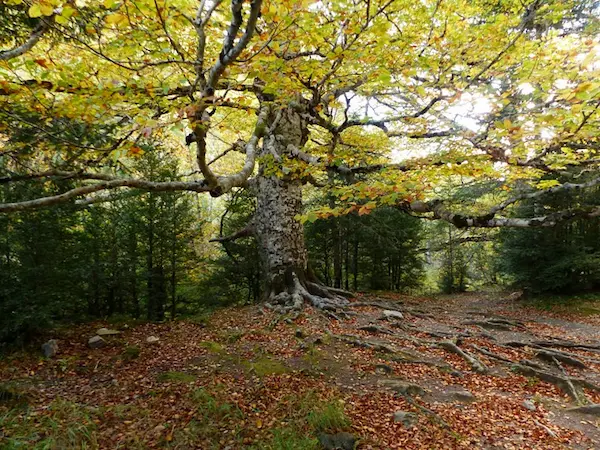 ordesa en otoño