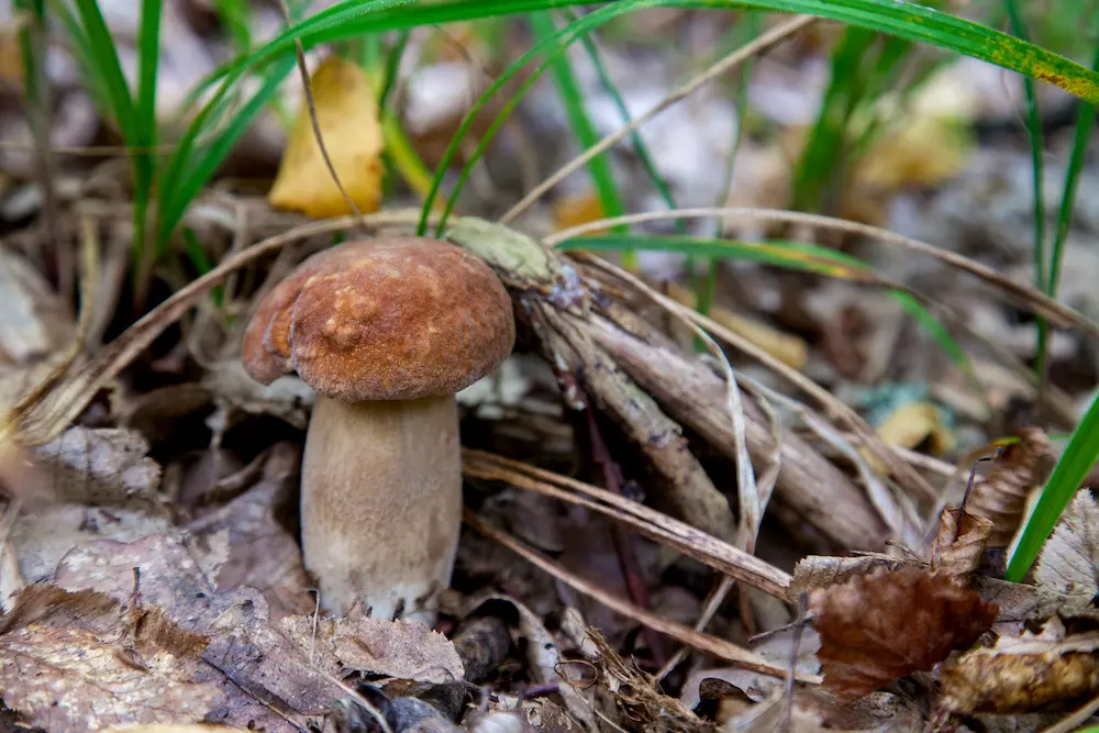 boleto edulis boleto edulis hongo blanco