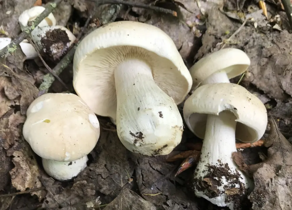 calocybe gambosa perrechico perrechico seta