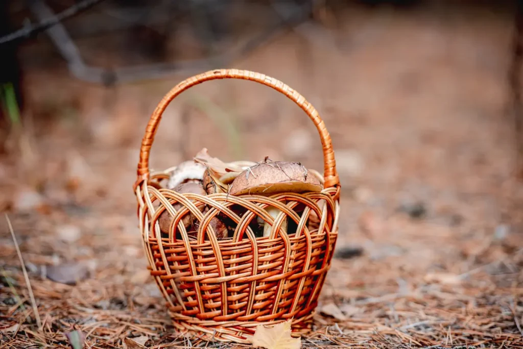 cesta con setas del Pirineo aragonés
