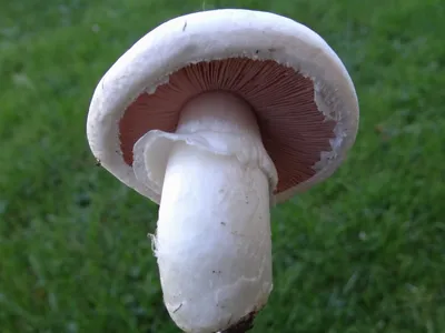 champinon comun champiñón normal
