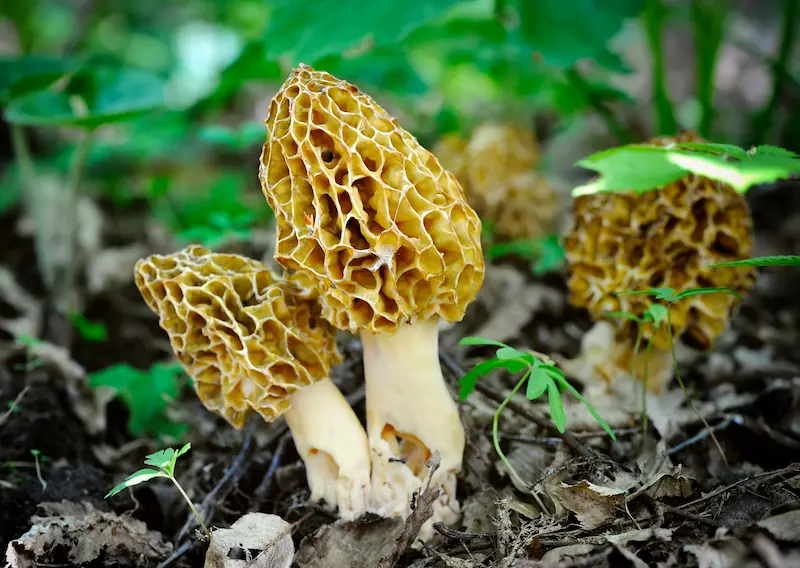morchella esculenta morchella