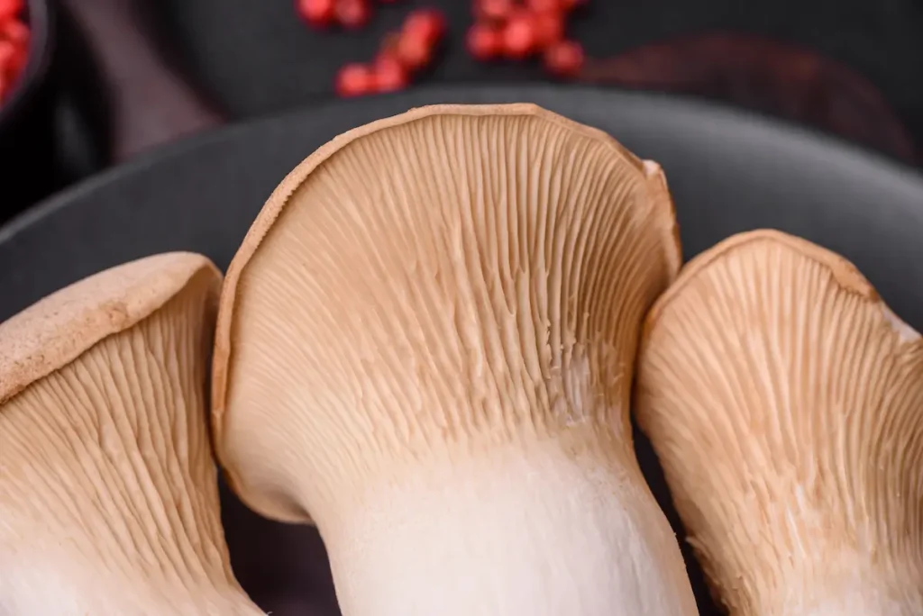 setas cardo pleurotus eryngii setas de cardo